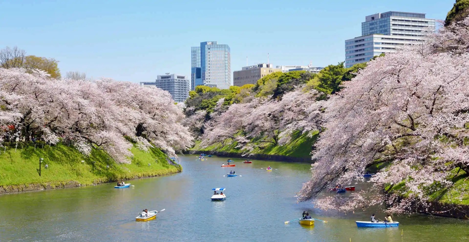 Ciliegi a Tokyo - Giappone